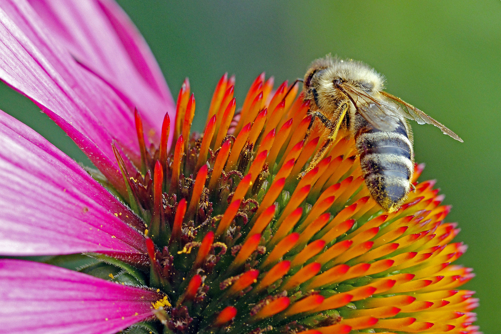 Biene auf einer Echinacea