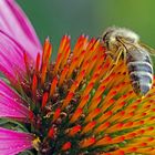 Biene auf einer Echinacea