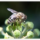 Biene auf einer Efeublüte