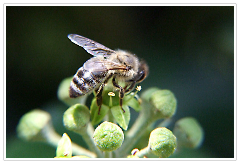 Biene auf einer Efeublüte