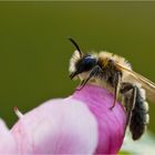 Biene auf einer Hauxblüte.....