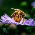 Biene auf einer Kissen-Aster