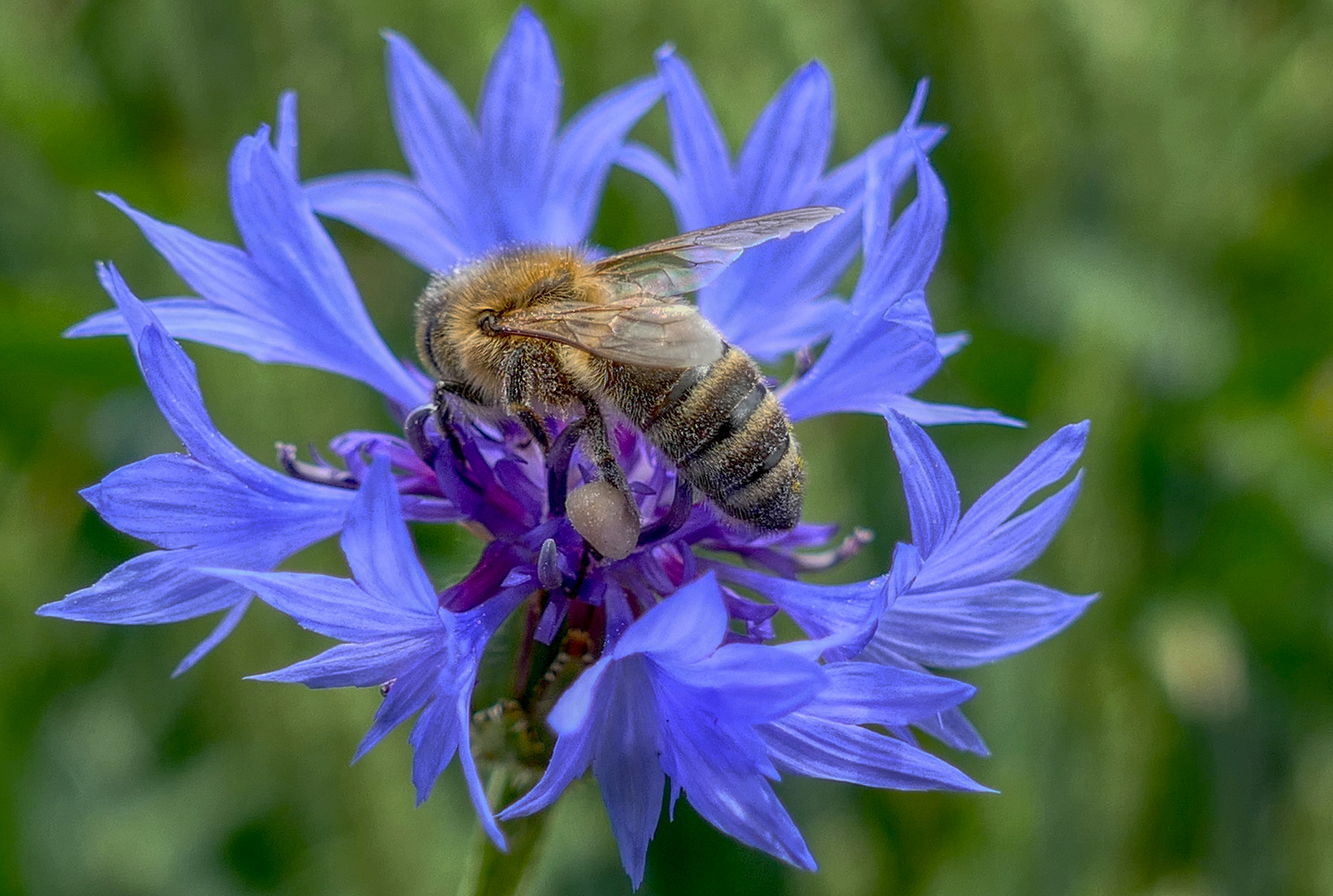 Biene auf einer Kornblumenblüte