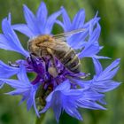 Biene auf einer Kornblumenblüte