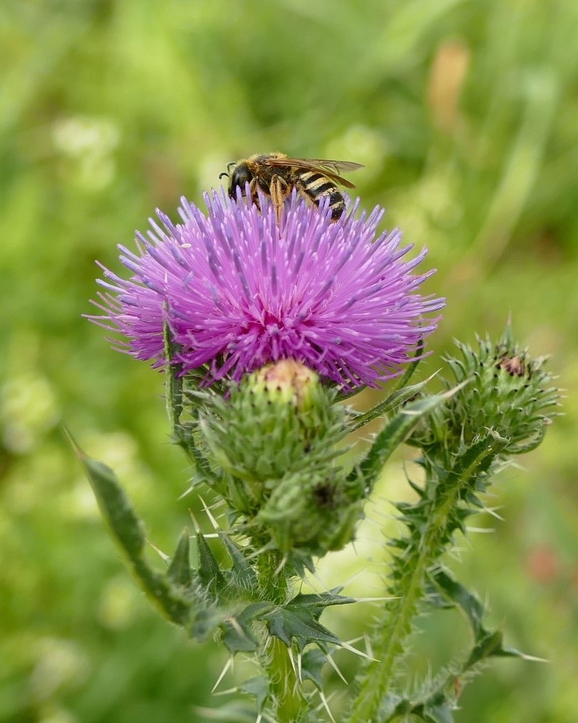 Biene auf einer Kratzdistel