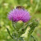 Biene auf einer Kratzdistel