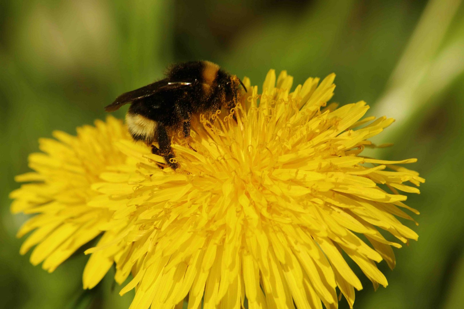 Biene auf einer Löwenzahnblüte