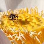 Biene auf einer Lotusblume...