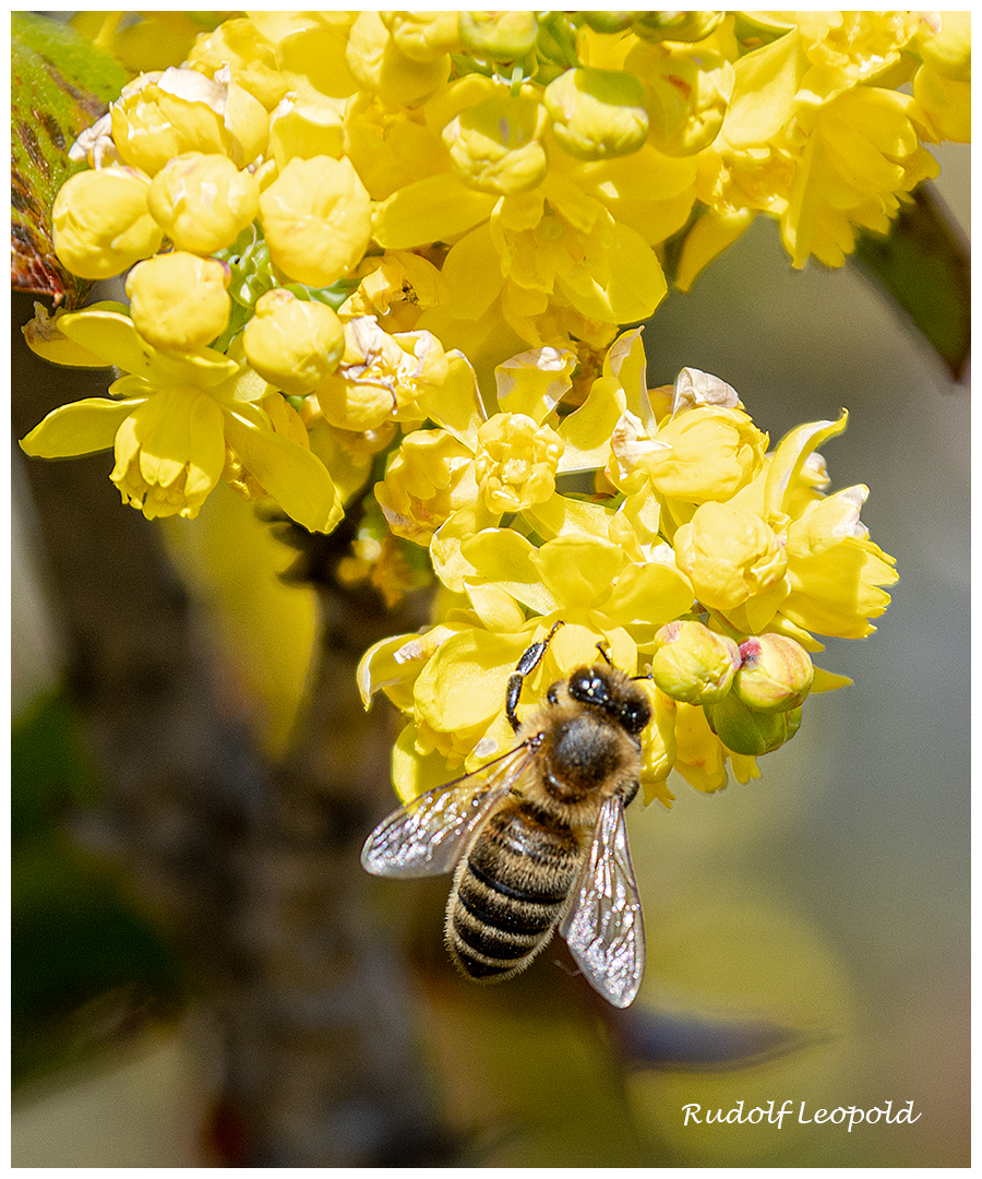 Biene auf einer Mahonienblüte