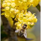 Biene auf einer Mahonienblüte