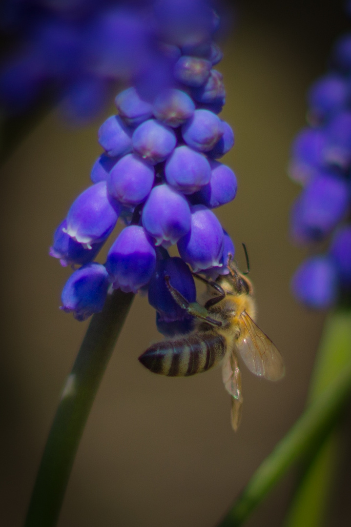 Biene auf einer mir unbekannten Blume