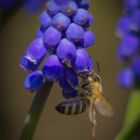 Biene auf einer mir unbekannten Blume