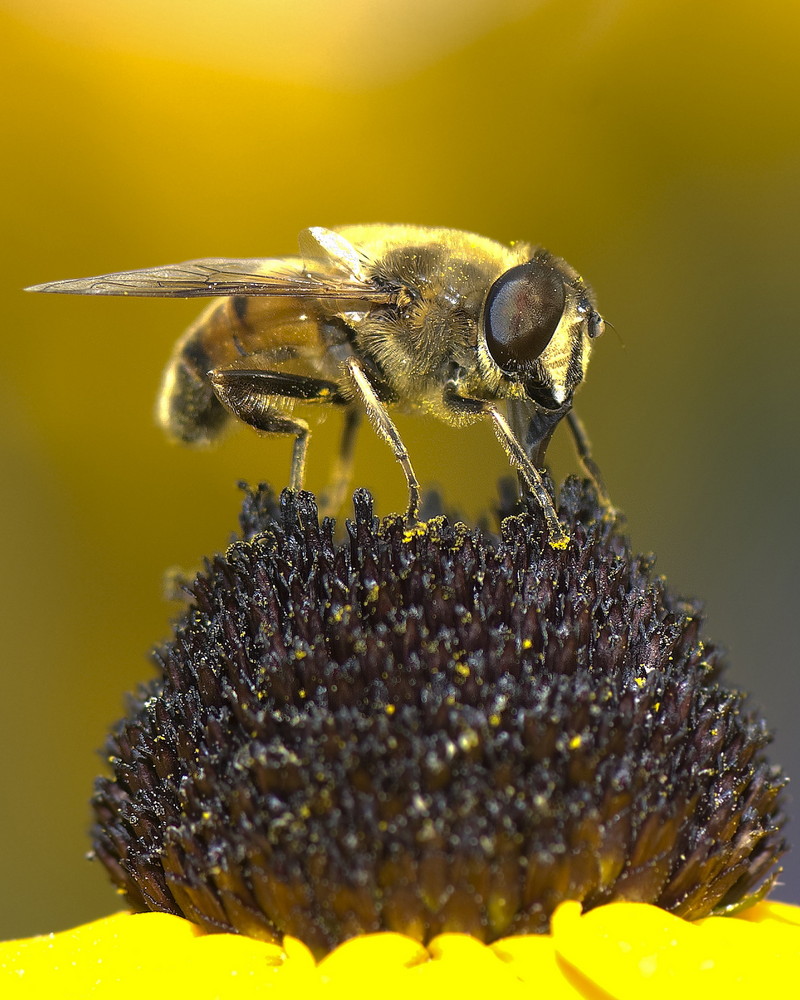 Biene auf einer Rudbeckia nitida-Blüte