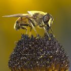 Biene auf einer Rudbeckia nitida-Blüte