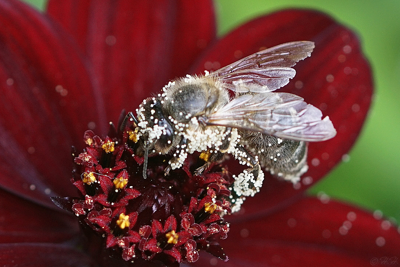 Biene auf einer Schokoblume