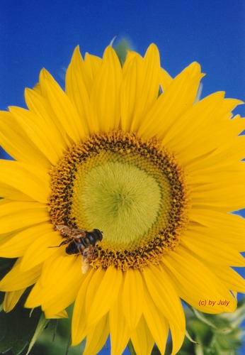 Biene auf einer Sonnenblume