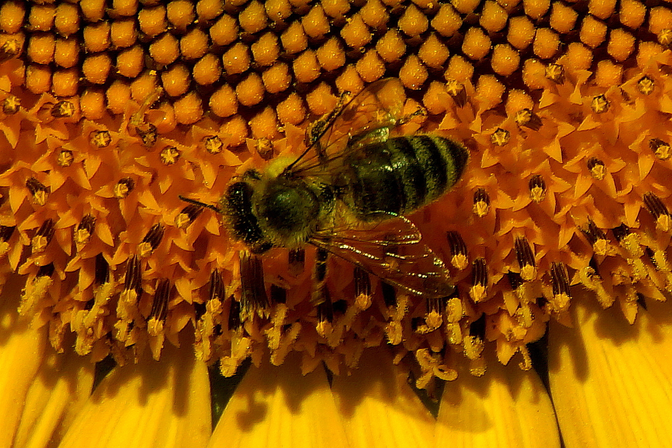 Biene auf einer Sonnenblume