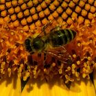 Biene auf einer Sonnenblume