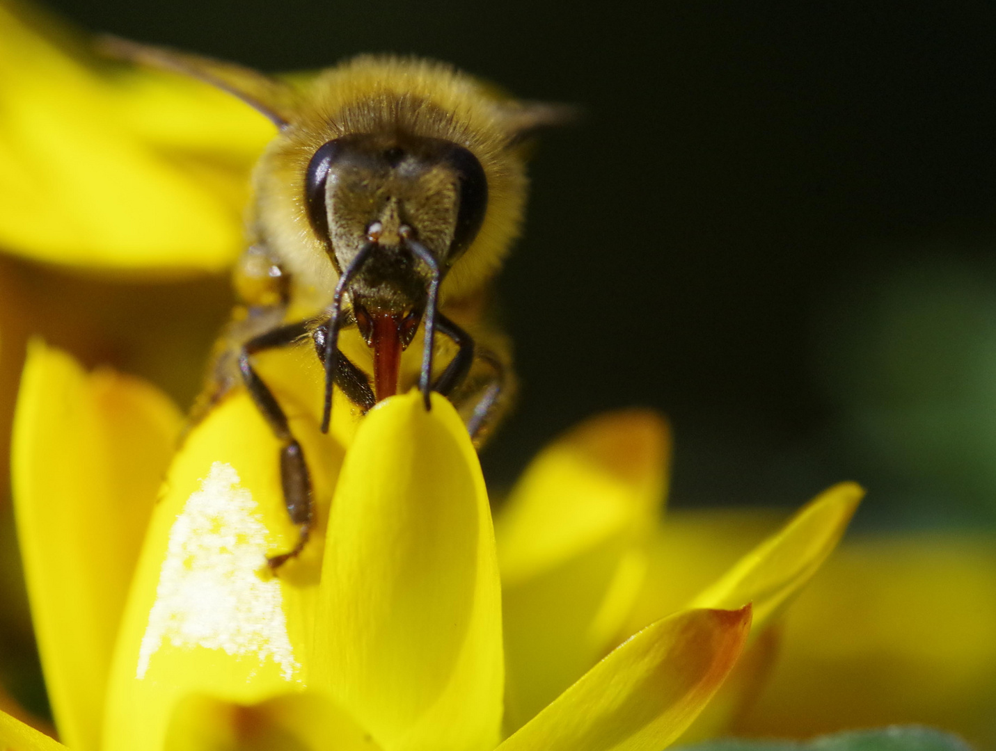 Biene auf einer Strohblume