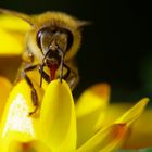 Biene auf einer Strohblume
