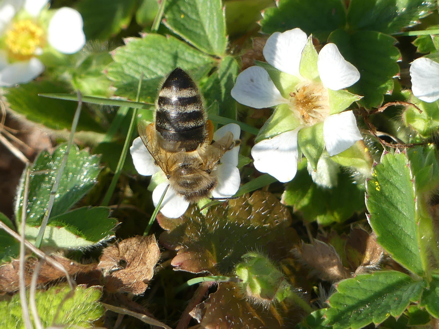 Biene auf einer Wiese