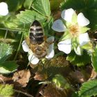 Biene auf einer Wiese