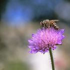 Biene auf einer Witwenblume