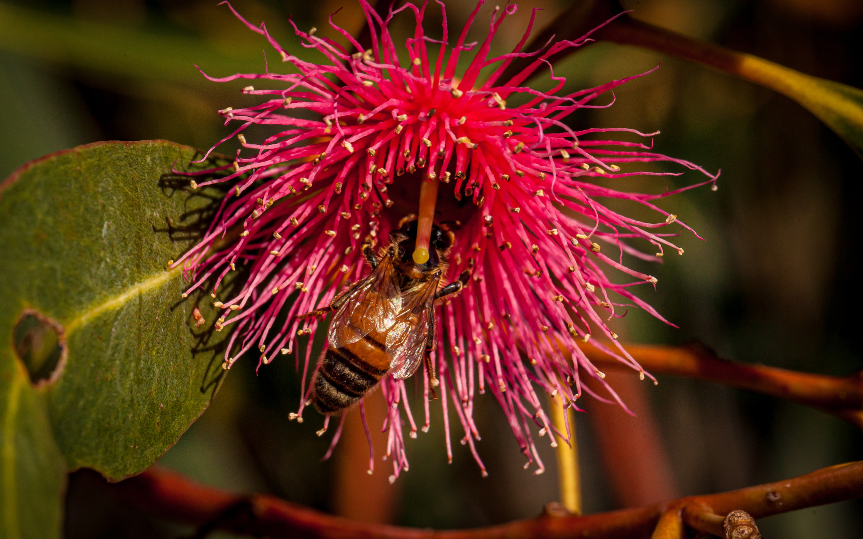 Biene auf Eukalyptusblüte