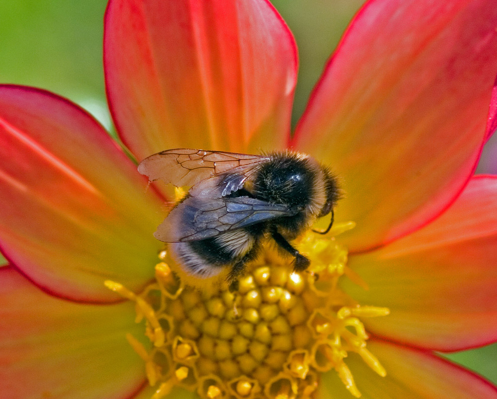 Biene auf Farbe