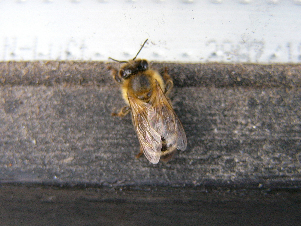 Biene auf Fenstersims ...