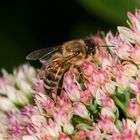 Biene auf Fetter Henne 