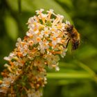 Biene auf Flieder