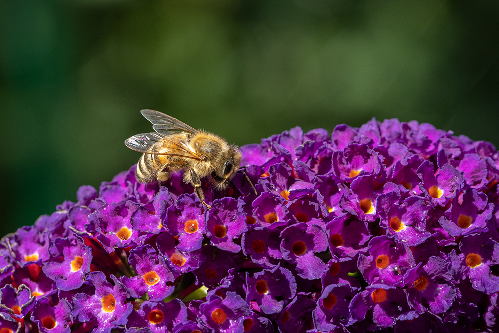 Biene-auf-Flieder