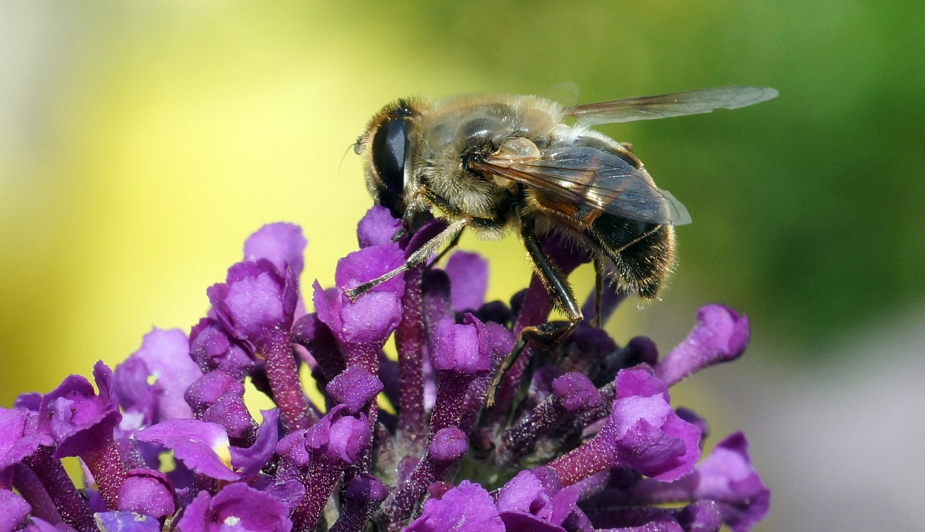 Biene auf Fliederblüte