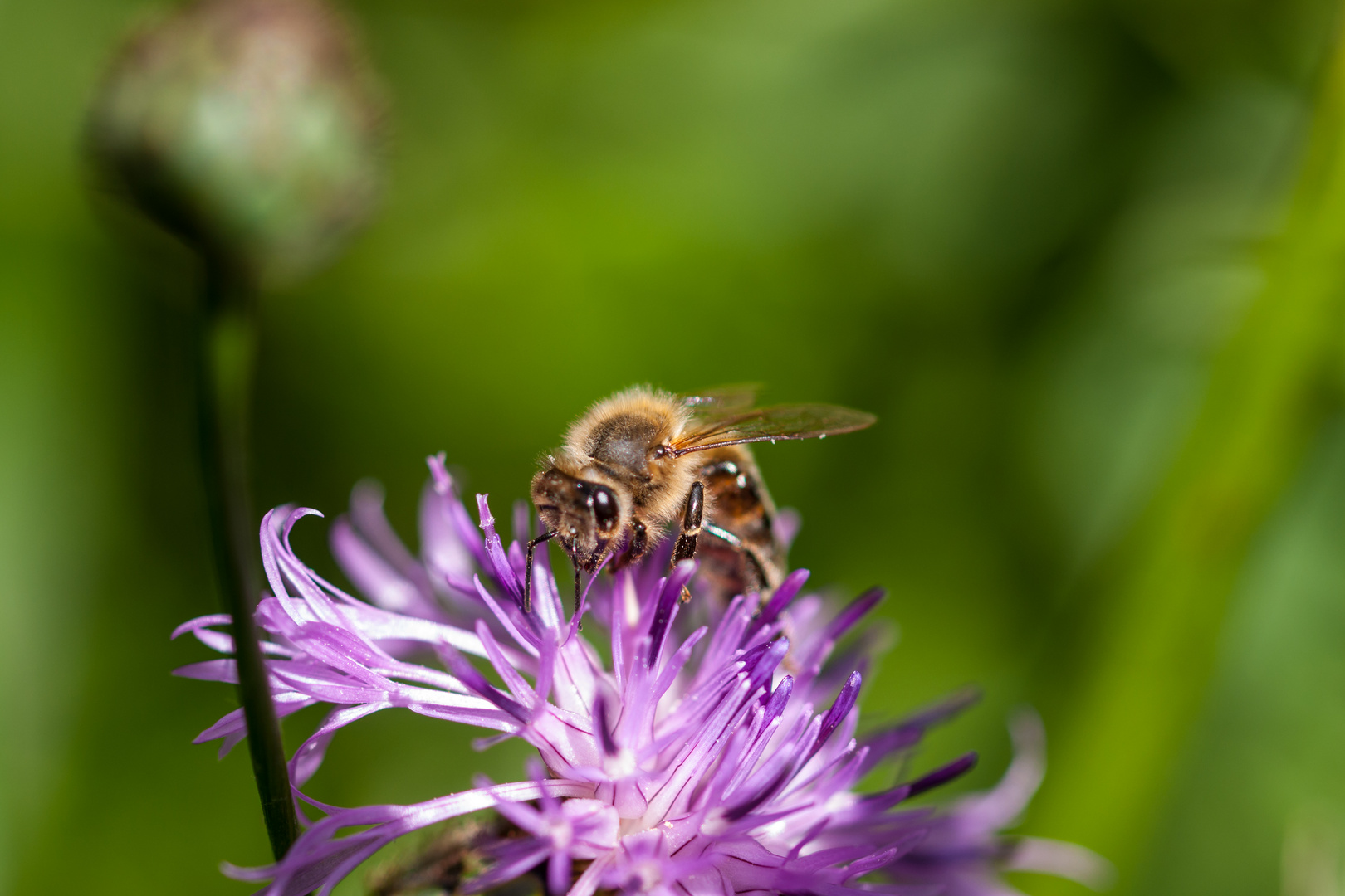 Biene auf Flockenblume 