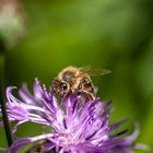 Biene auf Flockenblume 