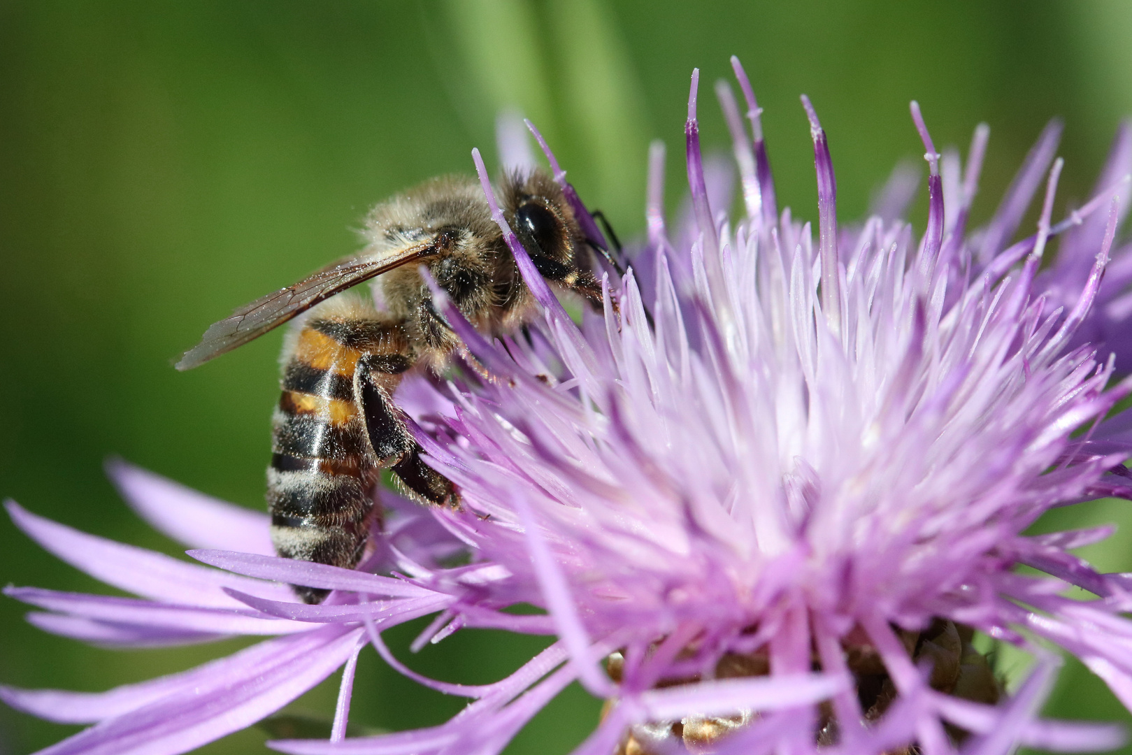 Biene auf Flockenblume