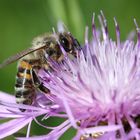 Biene auf Flockenblume