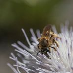 Biene auf Flokati I