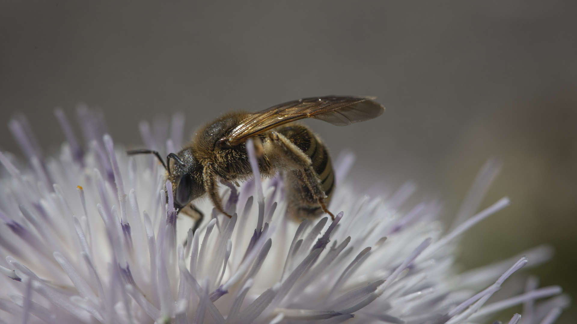 Biene auf Flokati II