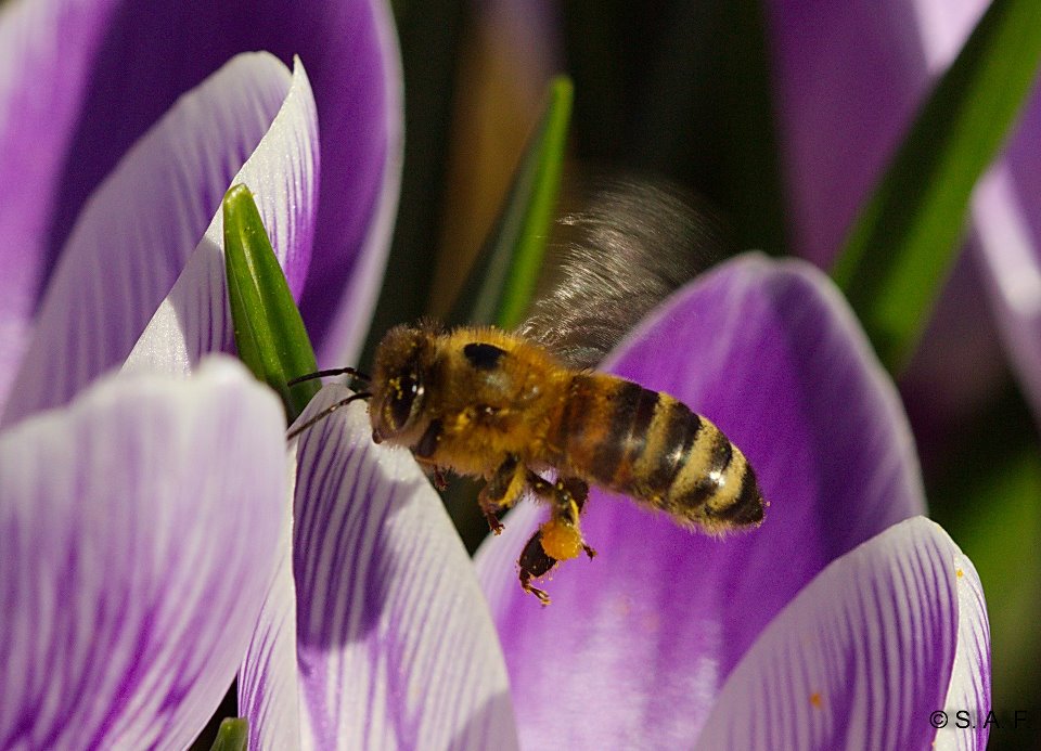 Biene auf Futtersuche