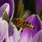 Biene auf Futtersuche