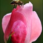 Biene auf Futtersuche