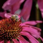 Biene auf Futtersuche