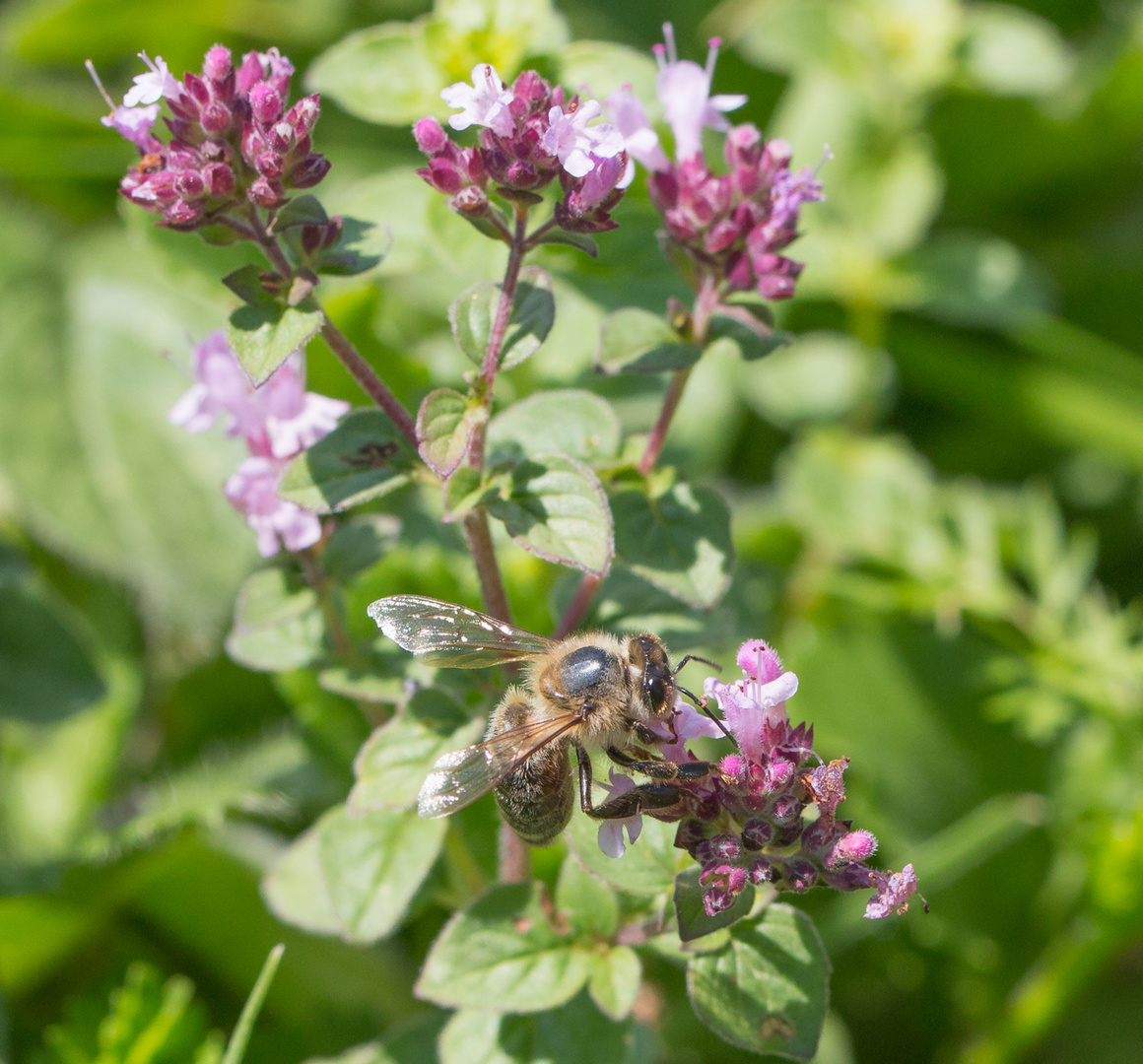 Biene auf Futtersuche