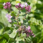 Biene auf Futtersuche