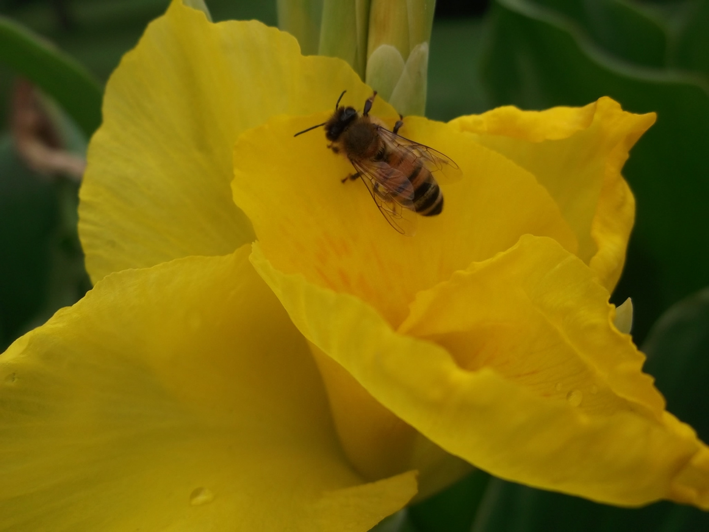 Biene auf Futtersuche