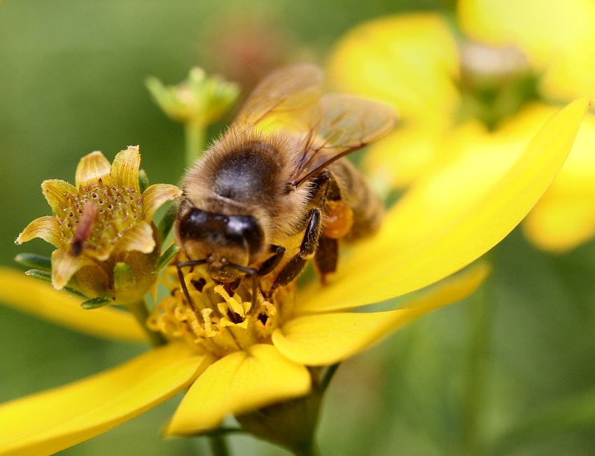 Biene auf Gelb