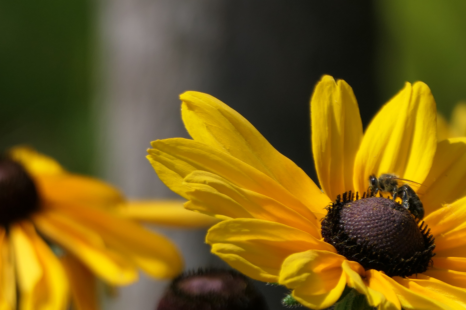Biene auf gelber Blüte