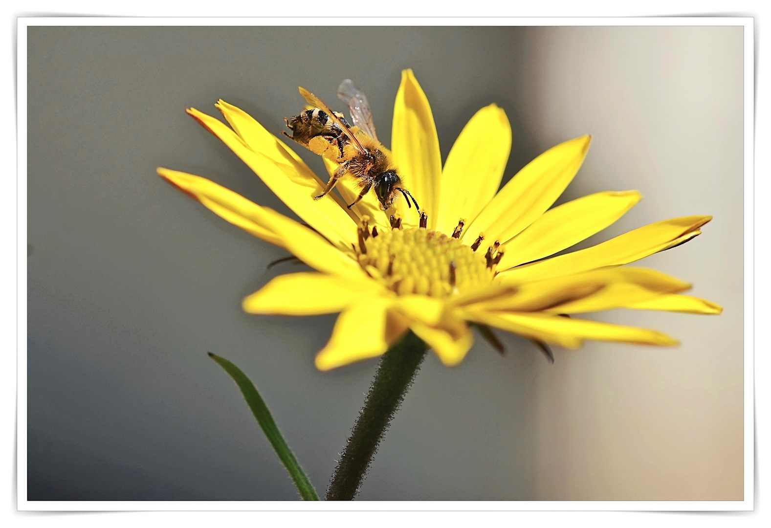 Biene auf gelber Blüte